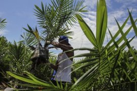 Distan: Investor PKS Butuh 1.200 Hektare Plasma