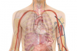 Selain Menahan Jenazah, Penguasa Yahudi Juga Mencuri Organ Tubuh Orang Palestina