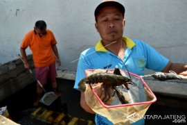 BUDIDAYA LOBSTER AIR TAWAR