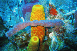 Potensi Spons Sebagai Habitat Biogenik Hewan Lunak Di Padang Lamun