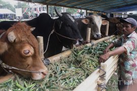 Penyembelihan Hewan Kurban di Malang Dipantau Mahasiswa Kedokteran 