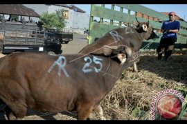 Pengiriman ratusan sapi bali sempat diduga ilegal