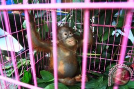Penggagalan Perdagangan Orangutan