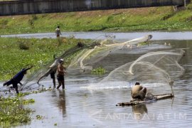 Pladu, Warga Tulungagung Ramai-ramai Tangkap Ikan Mabuk
