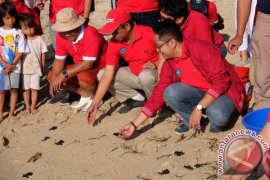 Pertamina Dorong Pelestarian Penyu di Bali