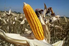 Mosanto Indonesia Dorong Petani Jember Tekan Penyakit Jagung