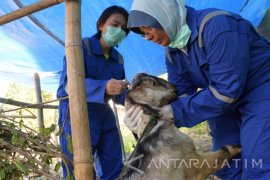 Petugas Periksa Antemortem Untuk Pastikan Hewan Kurban Sehat 