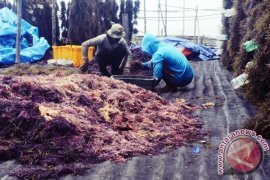 Warga Perbatasan Gembira, Harga Rumput Laut Melonjak
