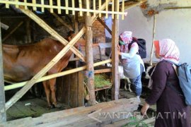 Pengecekan Kesehatan Hewan Ternak di Sumenep Diintensifkan