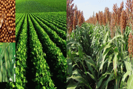 IPB-Kresna-15, Unggul Di Bawah Naungan