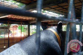 Setelah Kabur Sekitar 14 Jam, Tapir Titipan BKSDA Akhirnya Tertangkap