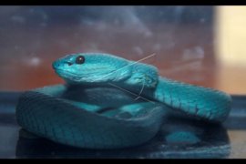 Bocah 6 Tahun di Dompu tewas digigit ular Viper, Penanganan medis lambat