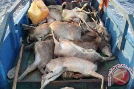 Police Deploy Investigator Team to Komodo Island 