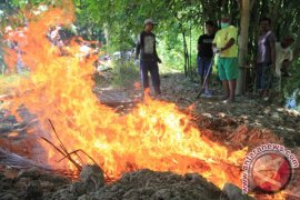 Catatan Akhir Tahun - Gorontalo Melawan Antraks Untuk Bangkitkan Sektor Peternakan