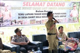 TEMU LAPANG TANAM KEDELAI DAN PANEN KUBIS