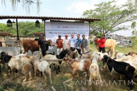 Karyawan EMCL Salurkan 40 Ekor Hewan Kurban