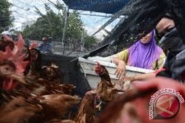 Harga ayam kampung melambung jelang Idul Adha