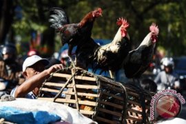 Peternak ayam kampung di Mamuju keluhkan harga