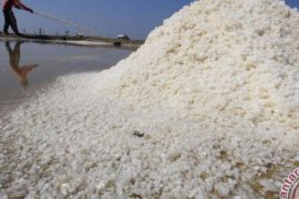 Distributor Garam Pekanbaru Diimbau Untuk Tidak Alihkan Pasokan Konsumsi Masyarakat