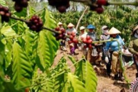 Pemkab Siak Targetkan Kembangkan 9.500 Hektare Lahan Kopi Dan Kakao