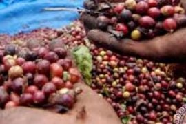 LIPI Jadikan Kopi Sumba Terenak Se-Indonesia