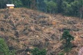   Pembalakan Liar Ancam Cagar Alam Bukit Bungkuk