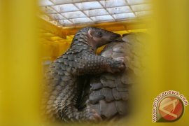 Thailand Sita 136 Trenggiling Selundupan