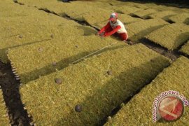 Harga Tembakau Rajangan Kering Melejit Ke Rp75.000/Kg