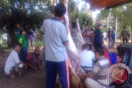 Warga Kota Pangkalpinang Antusias Saksikan Penyembelihan Hewan Kurban