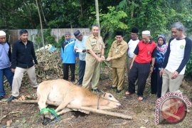 KANTOR KEMENTERIAN AGAMA MELAKSANAKAN QURBAN 