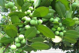 Peneliti IPB Dan ITB Teliti Manfaat Ekstraksi Biji Nyamplung