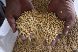 Kejar Swasembada Kedelai