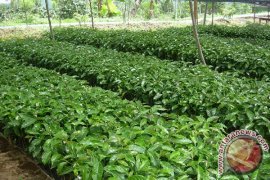 Mengani dan Kopi Bali Setaraf Hawai-Jamaica