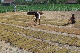 Pedagang Luar Daerah Lakukan Pembelian Tembakau Bojonegoro