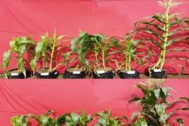 Peneliti IPB Manfaatkan Pupuk Kandang Ayam Untuk Perbaiki Kondisi Kimia Tanah Asam