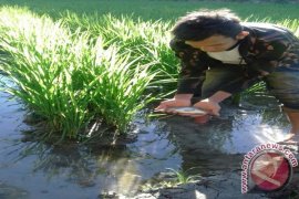 Kelompok Tani "Rapra" Terapkan Mina Padi