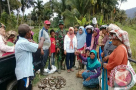 Mantap! Satu Ekor Hama Tikus Dihargai Rp500
