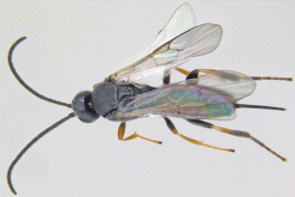 Ahli IPB Berantas Hama Timun Dengan Parasitoid