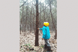 Peneliti IPB: Waspadai Ancaman Rayap Di Hutan Tanaman Industri