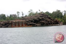 Mulai tahun depan Papua Barat ekspor langsung kayu merbau