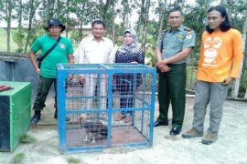 BKSDA Sampit Terima 2 Elang Dari Anggota Dewan