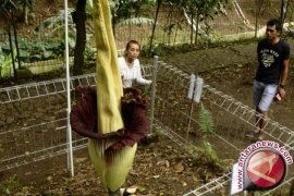 Bunga Bangkai Tumbuh di Garoga