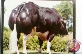 BET memproduksi semen beku Belgian Blue