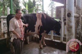 Ratusan Ternak Jadi Aset Rumah Doa Anak Yatim