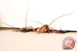 Kecoak bisa picu serangan asma? Ini kata ahli kesehatan