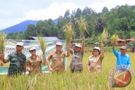  Wawali Panen Padi Perdana Kelompok Tani Makaaruyen Woloan Tiga