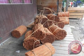 Warga Loksado Nikmati "Manisnya" Harga Kayu Manis