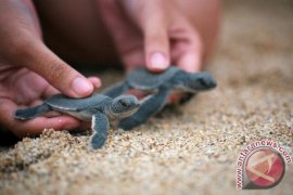 Peneliti IPB Ciptakan Wisata Pantai Berbasis Konservasi Penyu Hijau 