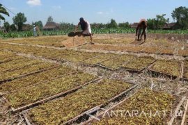 Petani: Harga Tembakau di Bojonegoro Mulai Turun
