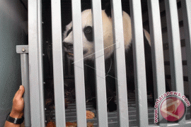 TSI Siap Kembangkan "Kampung Panda" Di Cibeureum